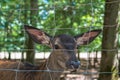 Closeup shot of the adorable deer behind the fence in the park Royalty Free Stock Photo