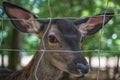 Closeup shot of the adorable deer behind the fence in the park Royalty Free Stock Photo
