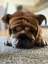 Closeup shot of an adorable English bulldog lying on the ground with its eyes closed. Royalty Free Stock Photo