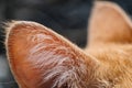 Closeup shot of an adorable fluffy cat ear Royalty Free Stock Photo