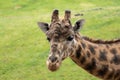 Closeup shot of an adorable giraffe in the zoo