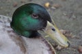 Closeup shot of an adorable green-headed mallard duck - wildlife Royalty Free Stock Photo