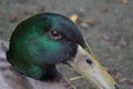 Closeup shot of an adorable green-headed mallard duck - wildlife Royalty Free Stock Photo