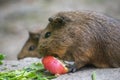 Closeup shot of an adorable guinea pig eating an apple Royalty Free Stock Photo