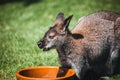 Closeup shot of an adorable kangaroo baby