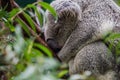 Closeup shot of an adorable koala sleeping on a tree