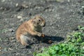Closeup shot of an adorable marmot scurrying around in a forest Royalty Free Stock Photo