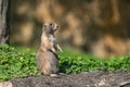 Closeup shot of an adorable marmot scurrying around in a forest Royalty Free Stock Photo