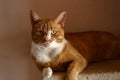 Closeup shot of an adorable orange cat