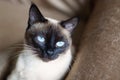 Closeup shot of an adorable Siamese cat with blue eyes Royalty Free Stock Photo