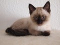 Closeup shot of an adorable Siamese cat with blue eyes Royalty Free Stock Photo