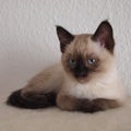 Closeup shot of an adorable Siamese cat with blue eyes Royalty Free Stock Photo