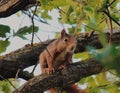 Closeup shot of an adorable squirrel sitting on a tree branch Royalty Free Stock Photo