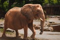 Closeup shot of an adult elephant in a zoo during daytime in Atlanta, United States