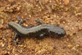 Closeup shot of an adult Western long-toed salamander with a missing tail