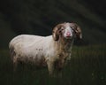 Closeup shot of an adult wooly bighorn sheep in a field looking towards the camera Royalty Free Stock Photo