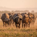 Closeup shot of an African cape buffalo herd in the field