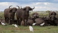 Closeup shot of an African cape buffalo herd sitting and having rest with white herons around