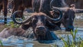 Closeup shot of an African cape buffalos swimming on the lake with heads up