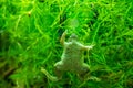 Closeup shot of African clawed frog Royalty Free Stock Photo