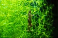 Closeup shot of African clawed frog Royalty Free Stock Photo