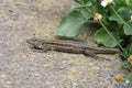 Closeup shot of an agamid lizard on the ground next to the flowers in the garden