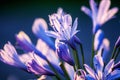 Closeup shot of agapanthus flowers on a blurred background Royalty Free Stock Photo