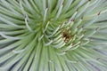 Closeup shot of Agave stricta (Hedgehog Agave) with narrow green leaves Royalty Free Stock Photo