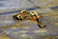 Closeup shot of an aged metal anchor chain pinned to a larger chain submerged in the ocean Royalty Free Stock Photo