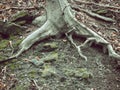 Closeup shot of an aged tree roots in a forest