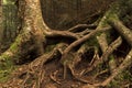 Closeup shot of aged trees with long roots