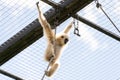 Closeup shot of Agile gibbon Royalty Free Stock Photo