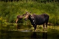 Closeup shot of Alaskan mooses swimming in the water