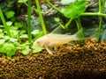 Closeup shot of an albino corydora catfish on a tropical aquarium setup