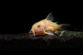 Closeup shot of an albino corydoras aeneus fish swimming underwater