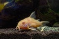 Closeup shot of an albino corydoras aeneus fish swimming underwater