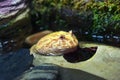 Closeup shot of albino pacman frog