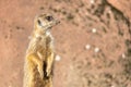 Closeup shot of an alert meerkat being watchful in the desert Royalty Free Stock Photo