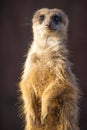 Closeup shot of an alert meerkat being watchful in the desert Royalty Free Stock Photo