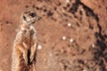 Closeup shot of an alert meerkat being watchful in the desert Royalty Free Stock Photo