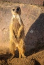 Closeup shot of an alert meerkat being watchful in the desert Royalty Free Stock Photo
