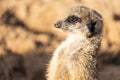 Closeup shot of an alert meerkat being watchful in the desert Royalty Free Stock Photo