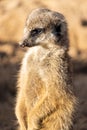 Closeup shot of an alert meerkat being watchful in the desert Royalty Free Stock Photo