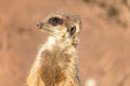 Closeup shot of an alert meerkat being watchful in the desert Royalty Free Stock Photo