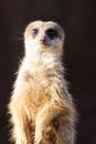 Closeup shot of an alert meerkat in the desert Royalty Free Stock Photo