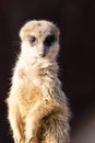 Closeup shot of an alert meerkat looking straight into the camera Royalty Free Stock Photo