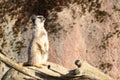 Closeup shot of an alert meerkat standing on a rock Royalty Free Stock Photo