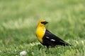 Closeup shot of an alert yellow-headed blackbird standing in grass