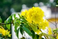 Closeup shot of Alexandrian senna flowers with green leaves on a blurred background