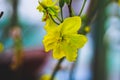Closeup shot of Alexandrian senna flowers with green leaves on a blurred background